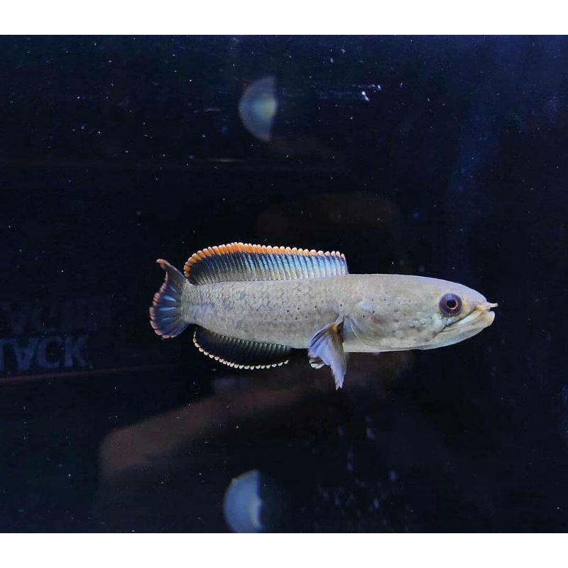 Limbata 7-10cm/spek kontes bahan mantap