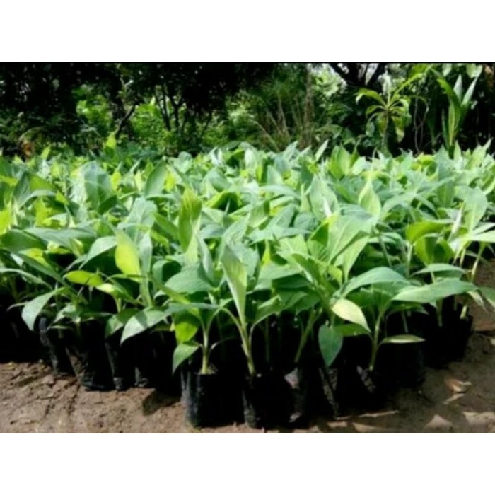 BIBIT POHON PISANG BARANGAN MERAH (BELI 50 gratis 7) FF11