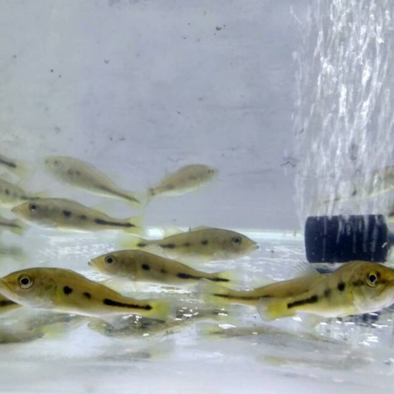 hiasan Aquarium/Pbass mono 4-5 cm