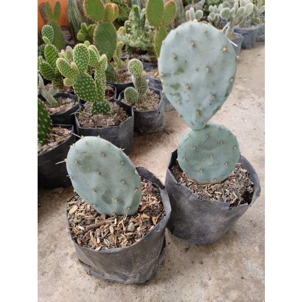 Kaktus Opuntia Robusta Blue