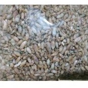 

Baby Cumi super halus 1kg