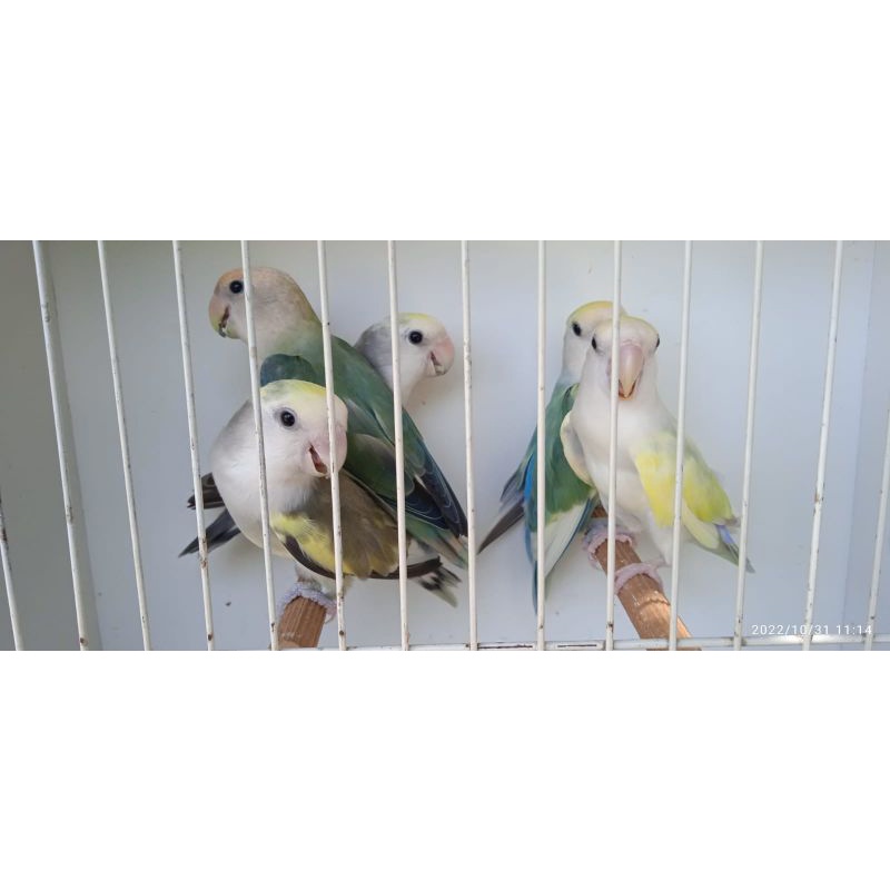 Lovebird Non Klep pied series