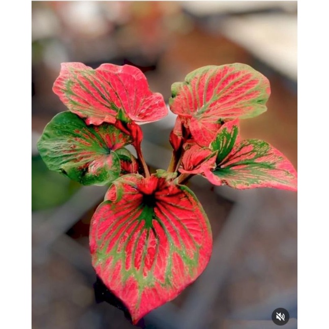 Keladi Super Red Ceria Daun Ganda / Anakan Keladi Red Ceria / Srirejeki