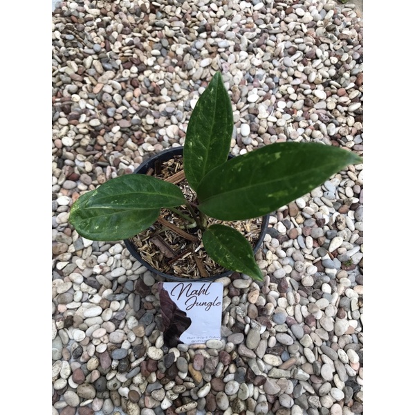 Anthurium Jemani Varigata