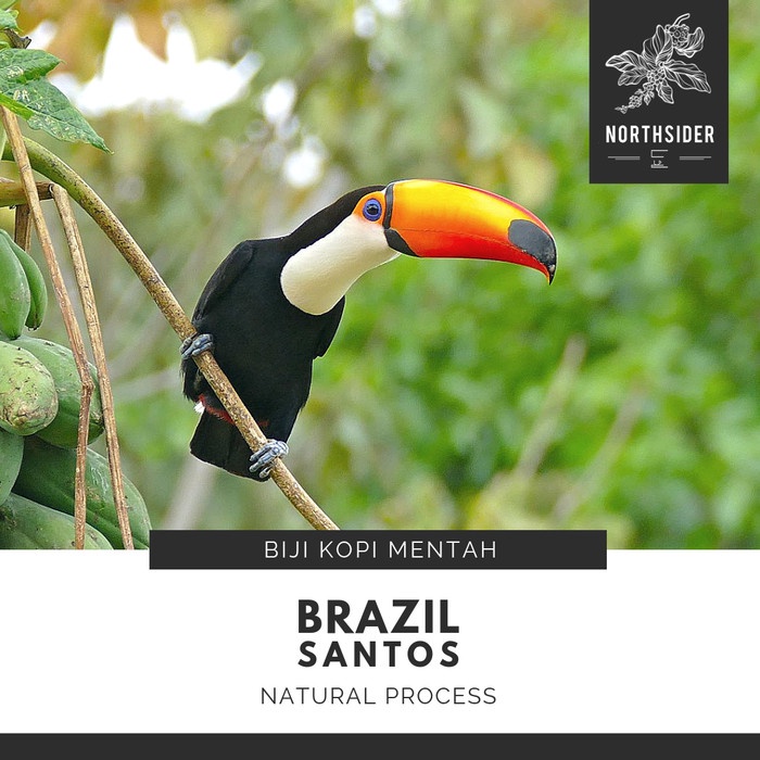 

TERBARU BIJI KOPI ARABIKA BRAZIL SANTOS SC 17/18 NATURAL - BIJI KOPI MENTAH /KOPI RUBE/KOPI SLB/KOPI