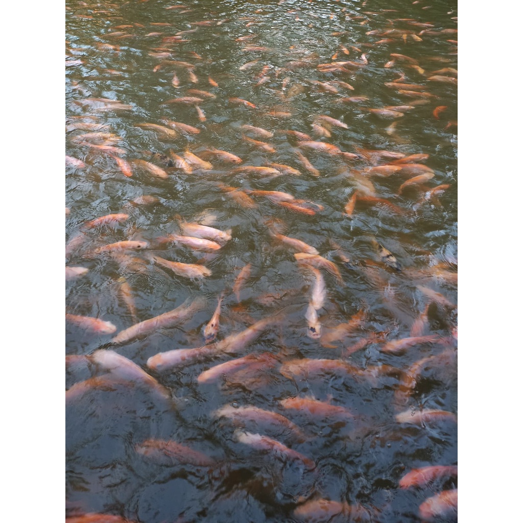 

IKAN NILA MERAH SEGAR MURAH 1KG