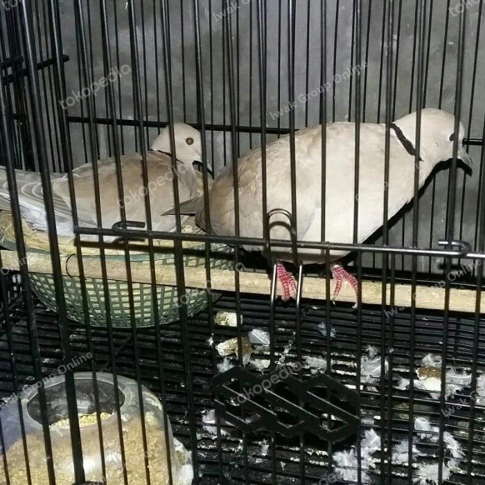 

Puter Pelung Sepasang Jodohan