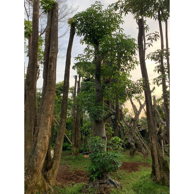 Baobab Tree / Kaki Gajah - Pohon Baobab Besar