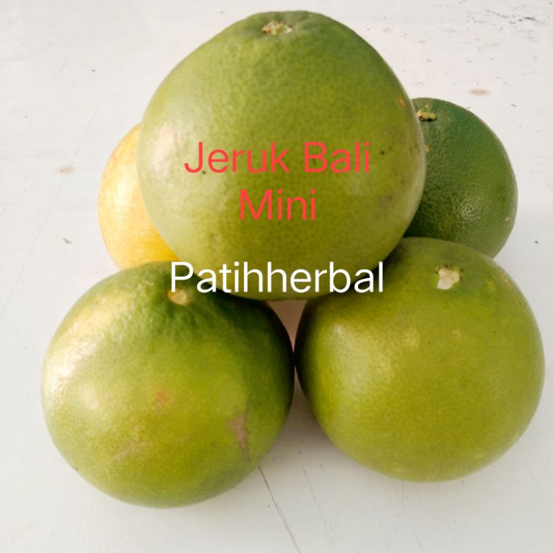 

Jeruk Bali Mini Segar Langsung Petik per 1 kg