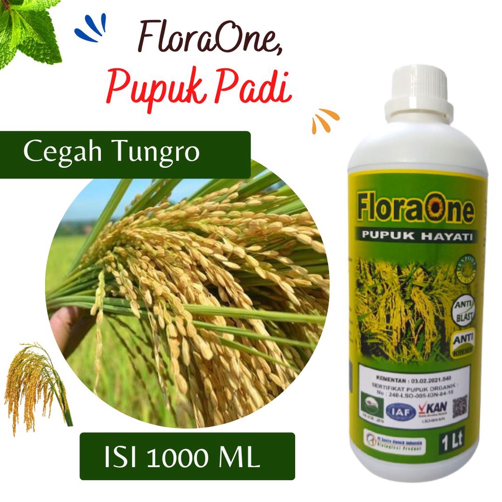 Pupuk Padi Hasil Melimpah, Obat Fungisida Untuk Padi Bunting, Pupuk Hayati Padi