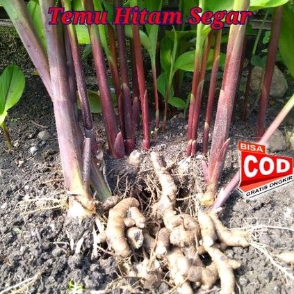 

[C O D]Temu hitam Segar organik 500 gram