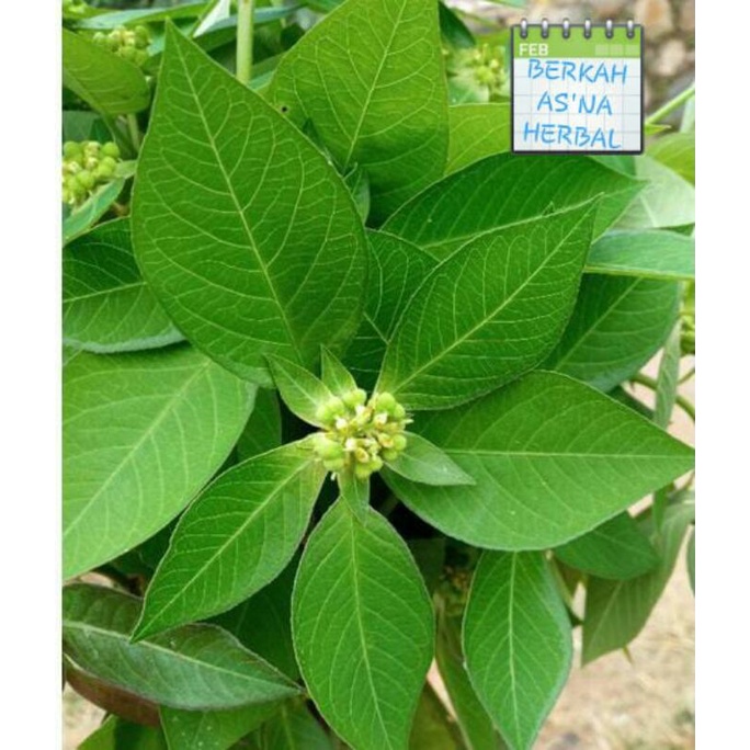 

200gram daun patikmas,suduk mentul,obat pencuci perut tanaman herbal,jamu herbal,obatherbal