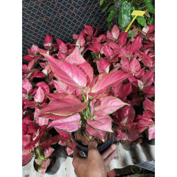 Aglonema Pink Katrina