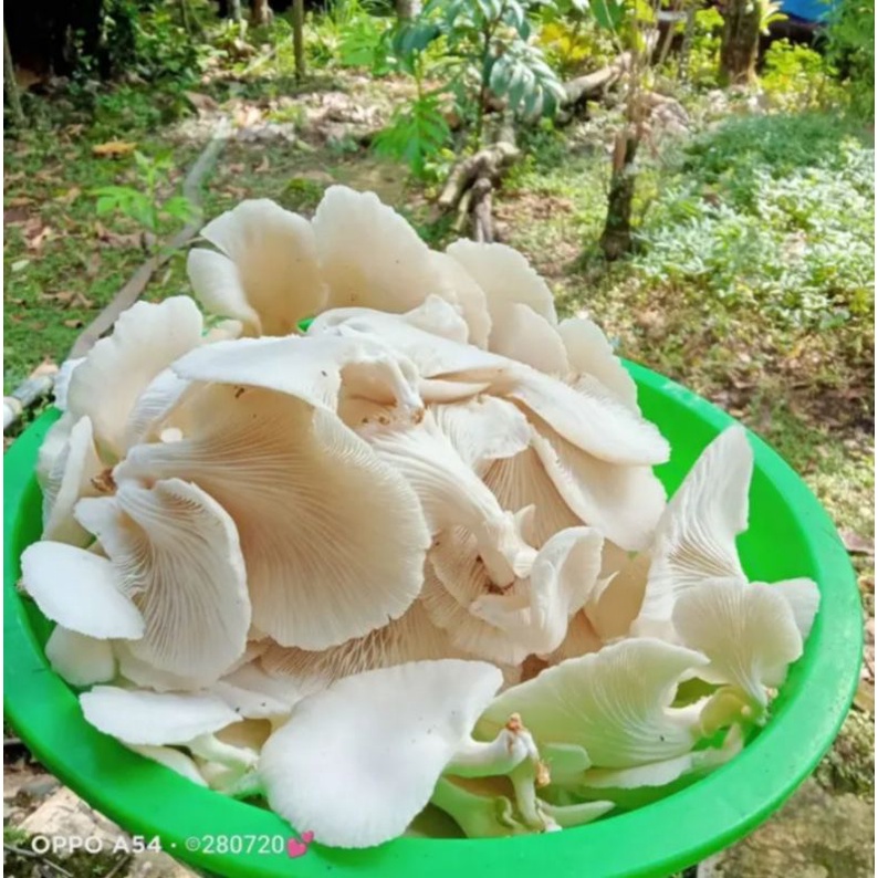 Jual Jamur Tiram Fress ,harga per 1 kg Shopee Indonesia