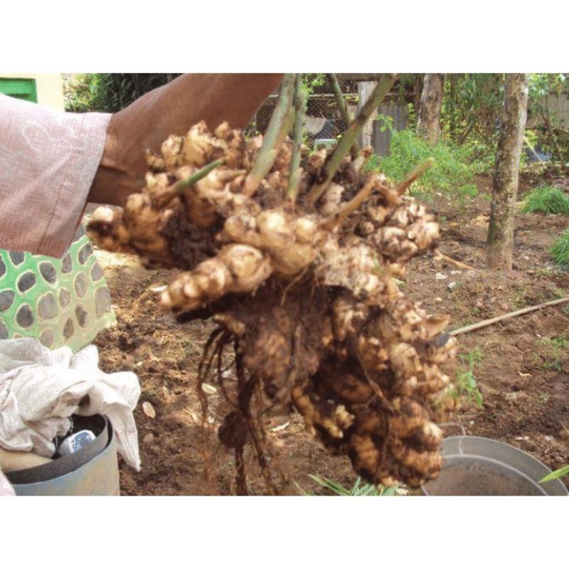 

JAHE EMPRIT WANGI HANGAT