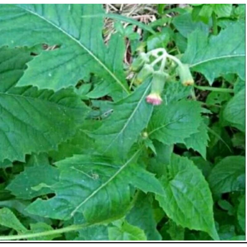 

Daun sintrong 1 kilo gram