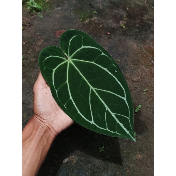Anthurium Magnificum - Kuping Gajah Magnificum