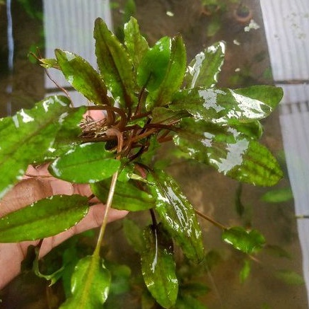 criptocoryne becktii wabikusa -tanaman aquascape