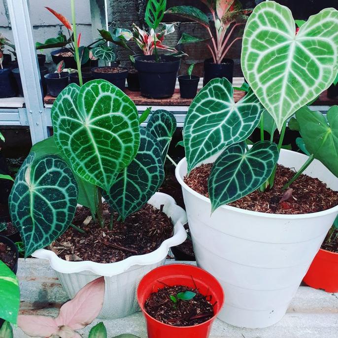 kuping gajah tarantula