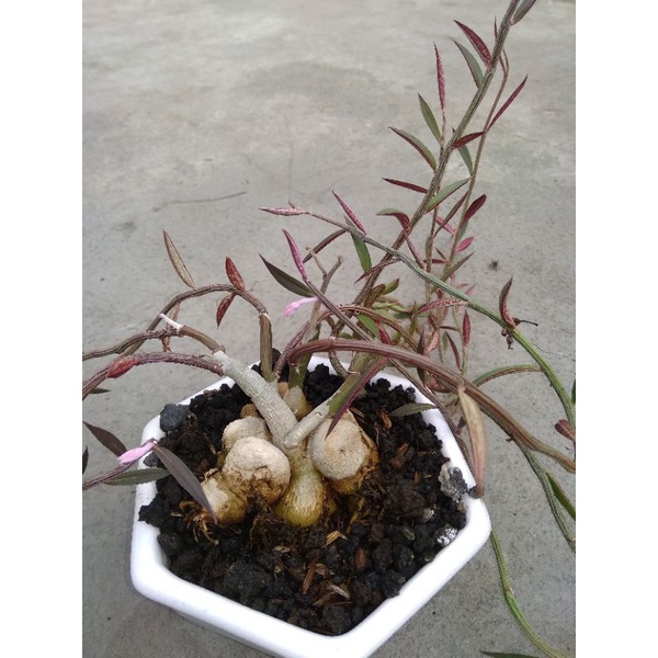 monadenium rubellum caudex