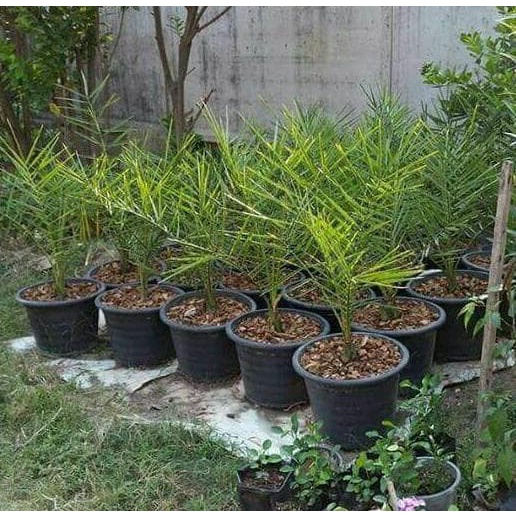 New Bibit Kurma Kultur Jaringan / Pohon Kurma N@ valid