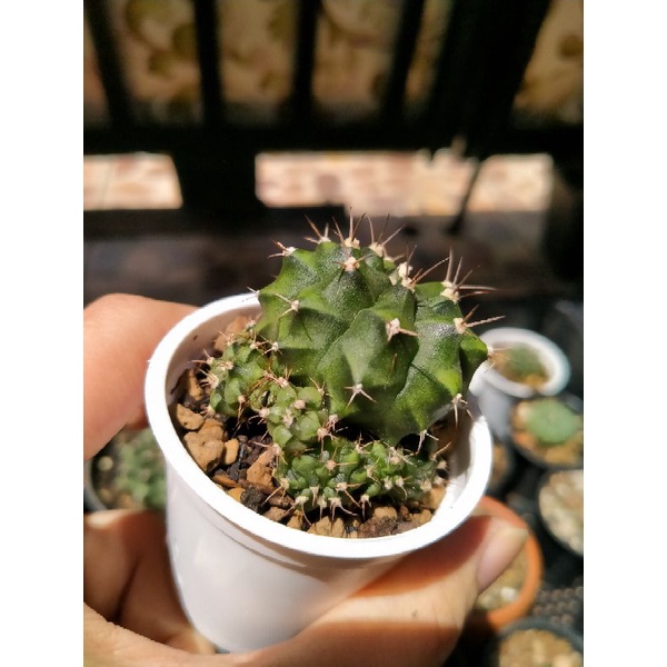 kaktus gymno thailand banyak anak