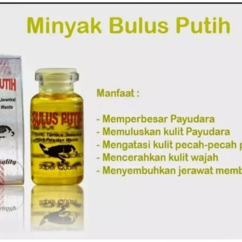 MINYAK BULUS ORIGINAL / MINYAK BULUS PUTIH ORIGINAL