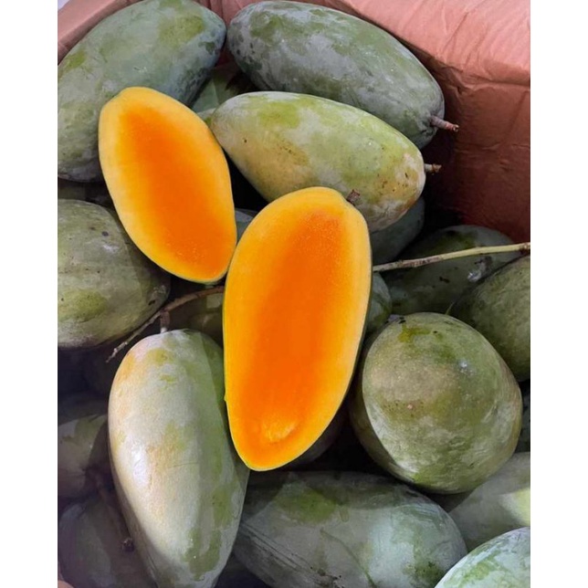 

Mangga Kiojay/Mangga Thailand