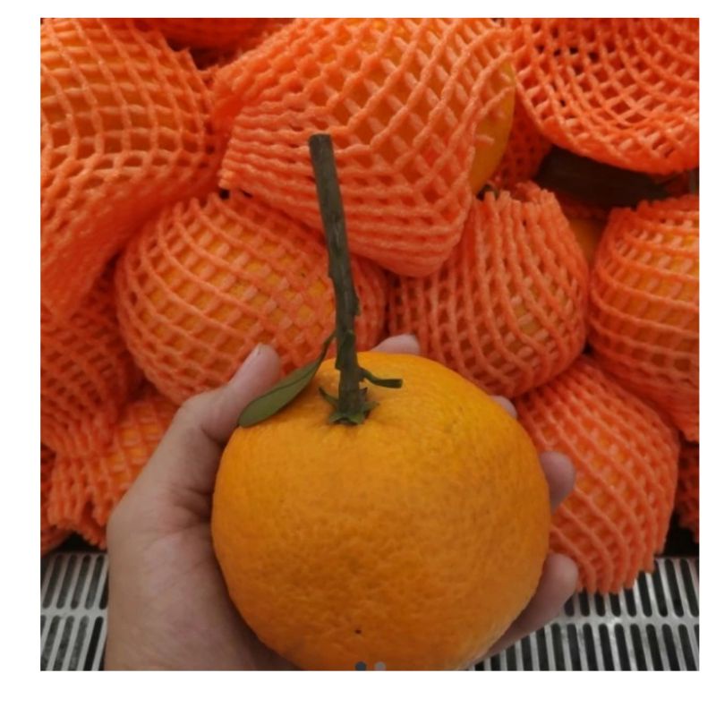 

jeruk aiyuan fresh import manis | buah jeruk aiyen 1 kg