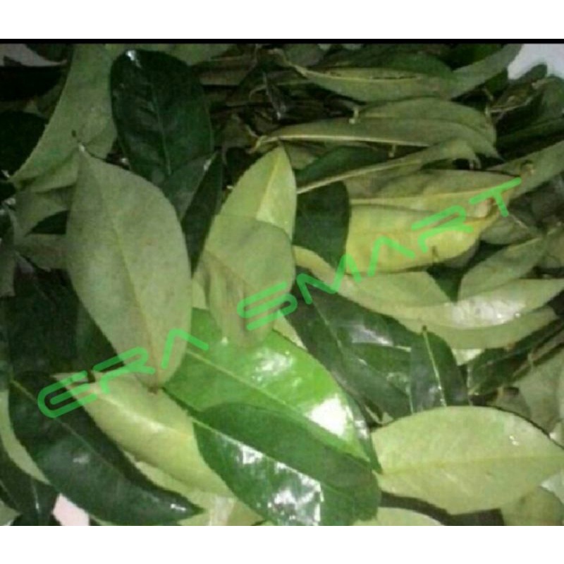 

DAUN SIRSAK SEGAR