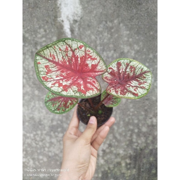 Caladium ID tootsie