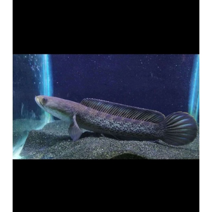 INDIAN SERIES STEWARTI JUMBO