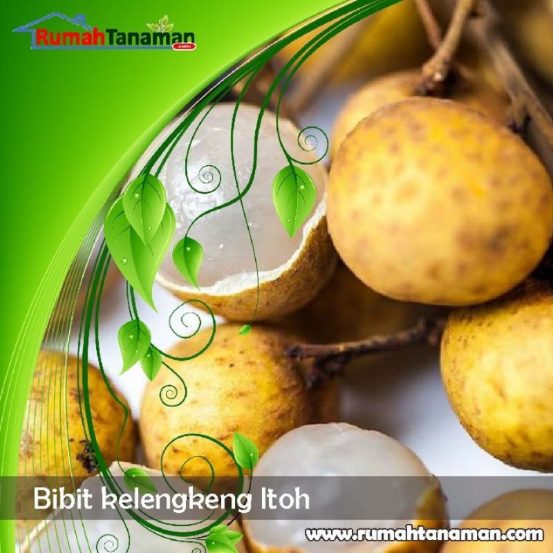 bibit kelengkeng itoh super
