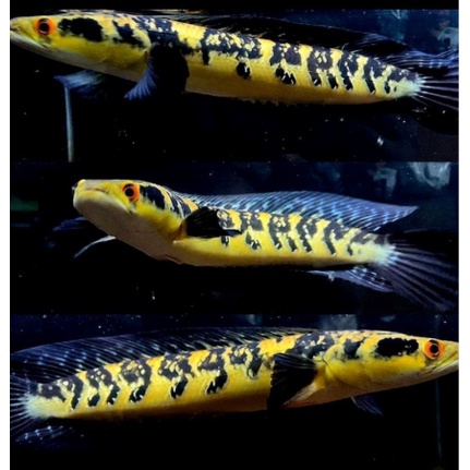 

hiasan Red Baritoh Sein 3-6cm
