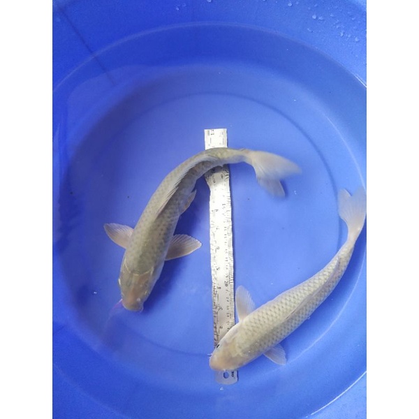 IKAN KOI SARAGOI PENJINAK SIZE 30-33 CM