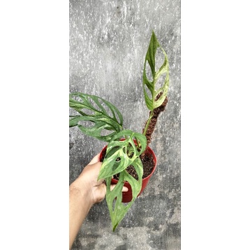 janda Bolong Variegata