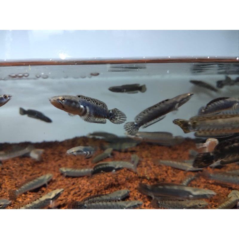 ( Blue pulchra ) premium