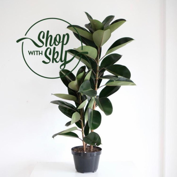 POHON KARET KEBO / RUBBER PLANT / FICUS ELASTICA