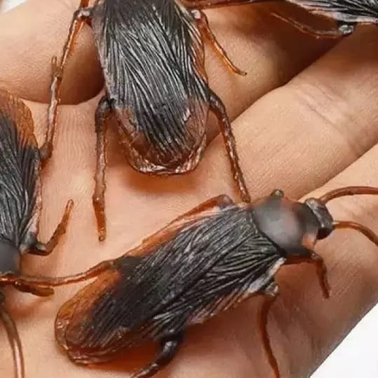 Mainan Kecoa Palsu Mirip Asli 6 Pcs