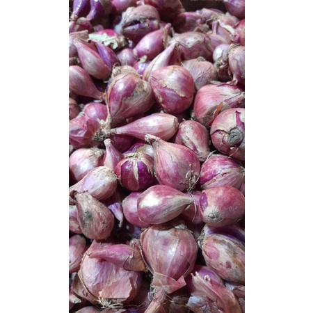 

Bawang Merah Brebes