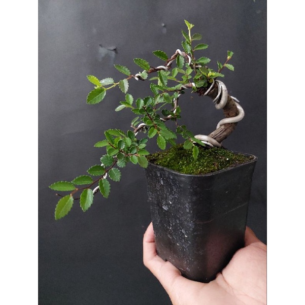 tanaman bonsai ulmus micro (bonsai shito siap pajang)