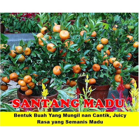 Terlaris bibit buah buahan cangkok dalam pot jeruk santang madu berbuah harga bersaing SUPER A1