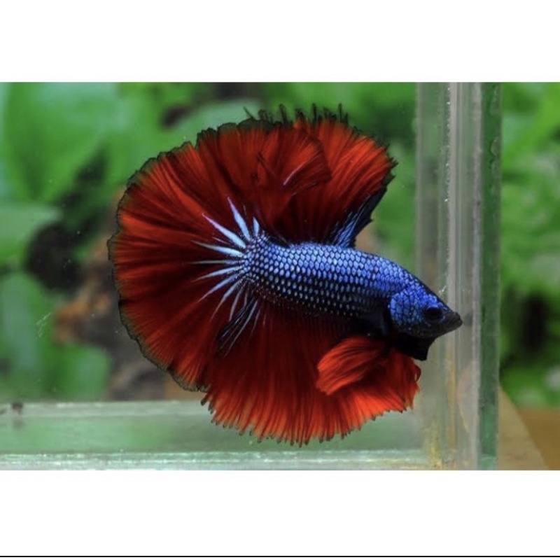 

Ikan hias.cupang segal jenis