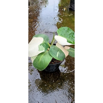 philodendron white wizard