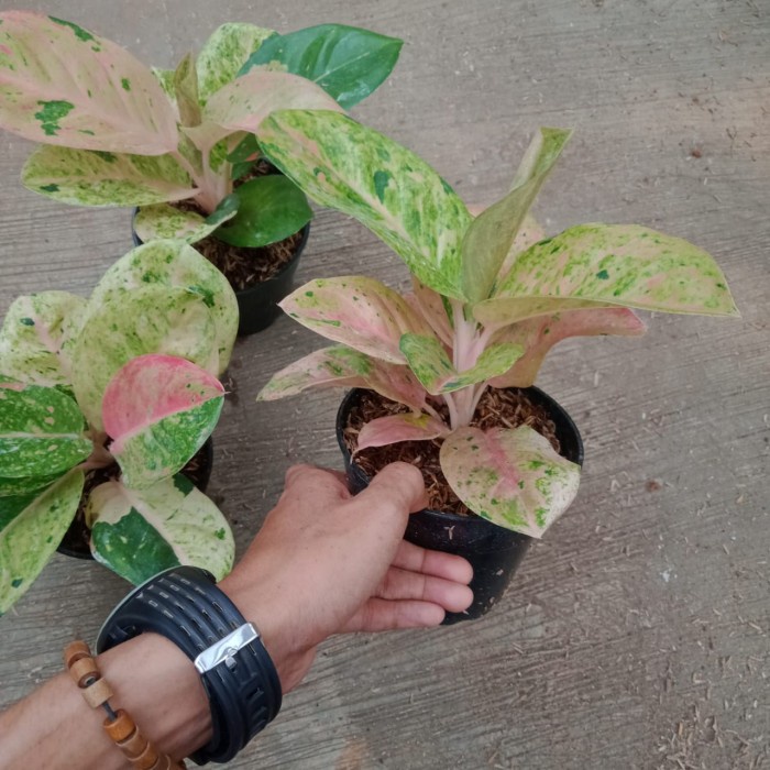 Tanaman hias aglonema emerald/tanaman aglonema emerald/pohon aglonema emerald