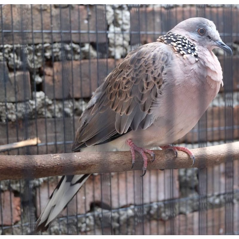 burung tekukur jantan sudah bunyi