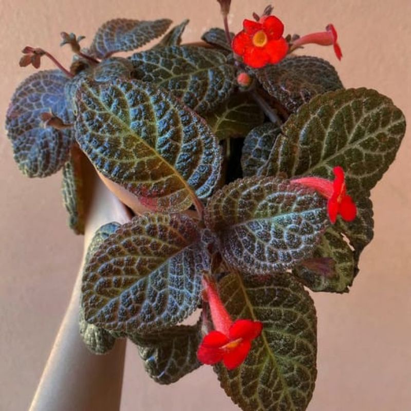 Tanaman Episcia Black Flaminggo / Episcia Black Beauty / Episcia Cupreata / Episcia Hitam Gantung / 