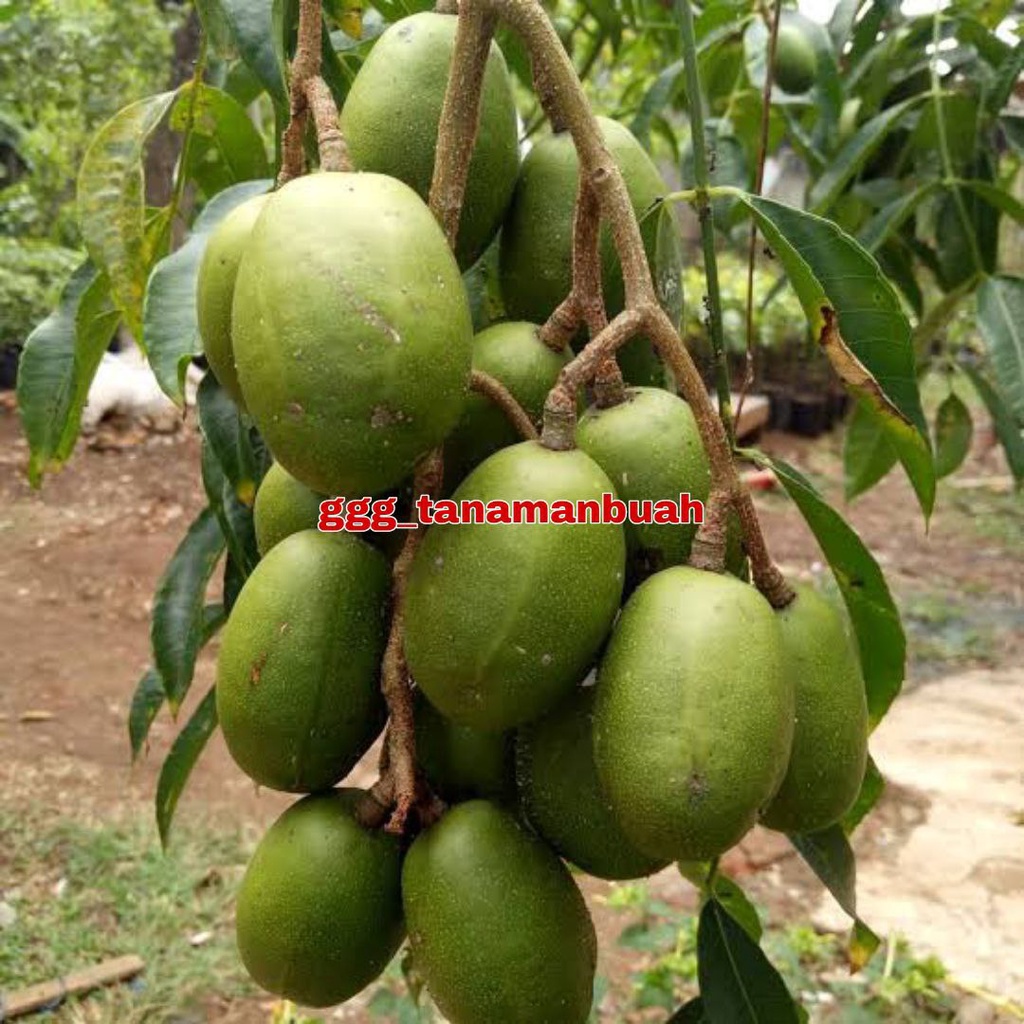 Bibit Kedondong Jumbo Kondisi Sudah Berbunga