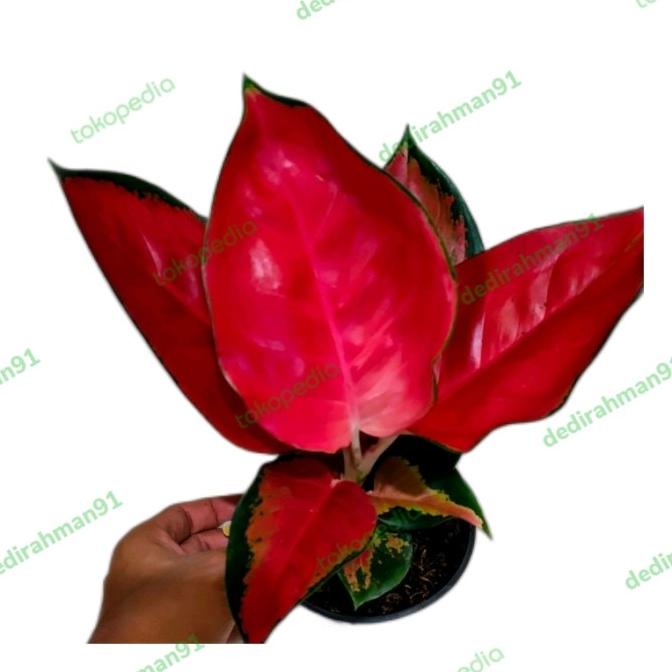 aglonema suksom jaipong SPESIAL JUMBO