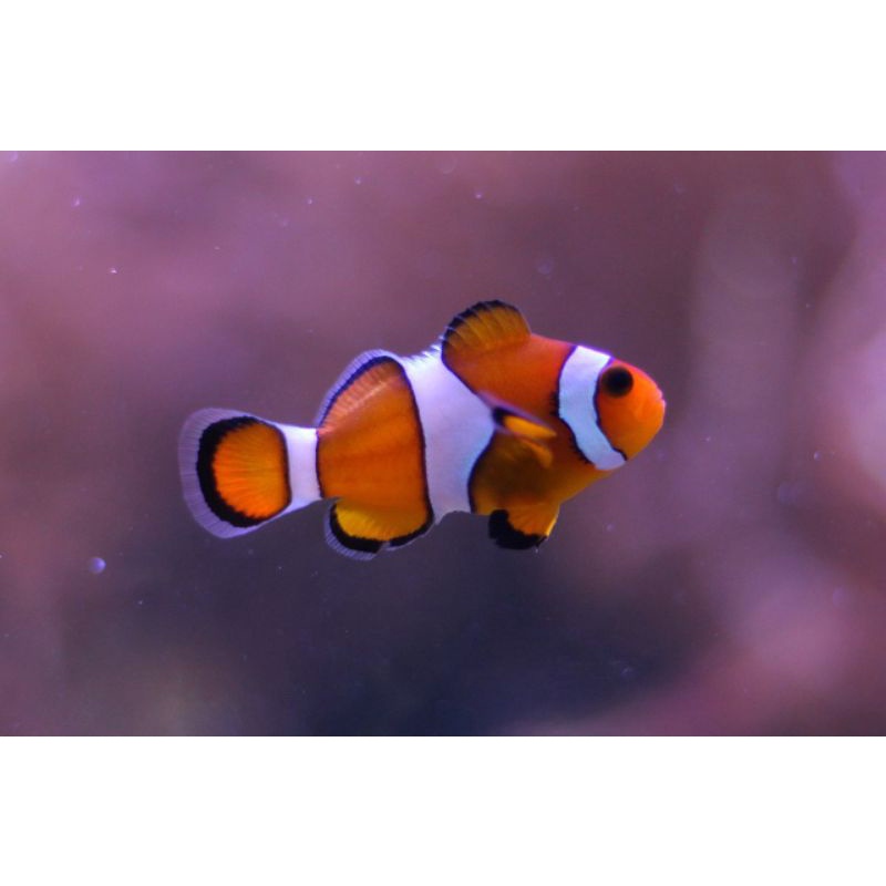 Clownfish Ikan badut IKAN HIAS AKUARIUM AIR LAUT